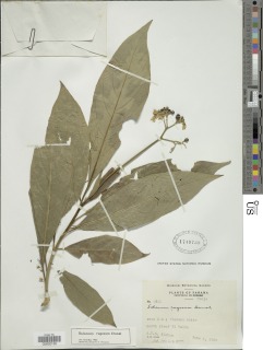 Solanum rugosum image