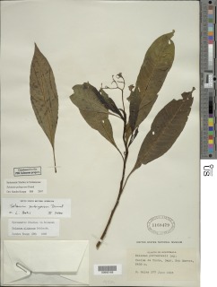 Solanum pubigerum image