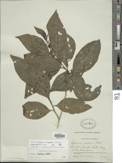 Image of Solanum nudum