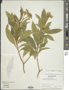 Solanum asperum image