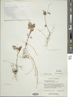Solanum clarum image