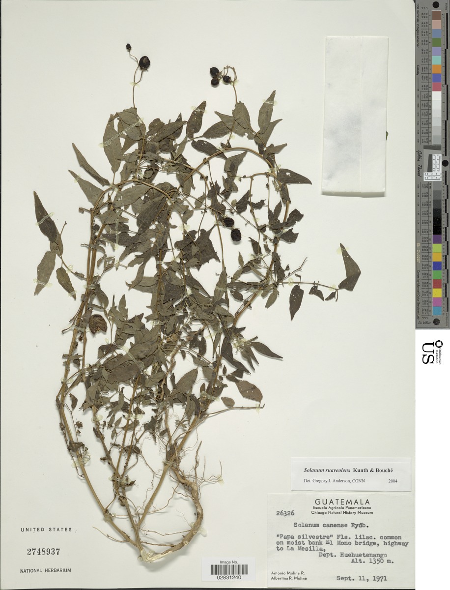 Solanum suaveolens image