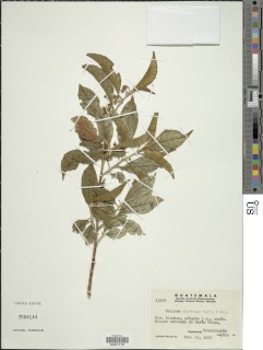 Solanum nigricans image