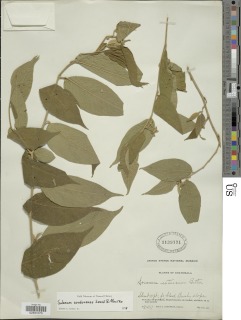 Solanum cordovense image