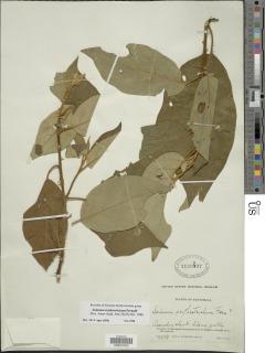 Solanum erythrotrichum image