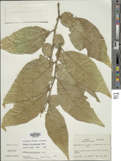 Solanum microleprodes image