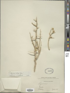 Lycium brevipes var. brevipes image