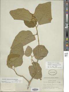 Solanum rudepannum image