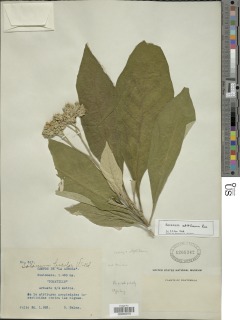 Solanum atitlanum image
