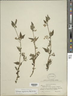 Solanum nigrescens image