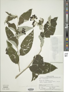 Image of Solanum schlechtendalianum