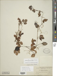 Solanum phaseoloides image