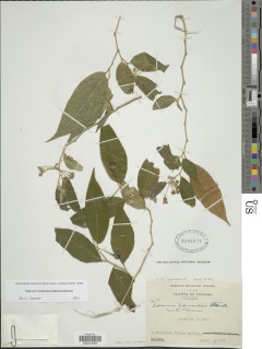 Image of Solanum cordovense