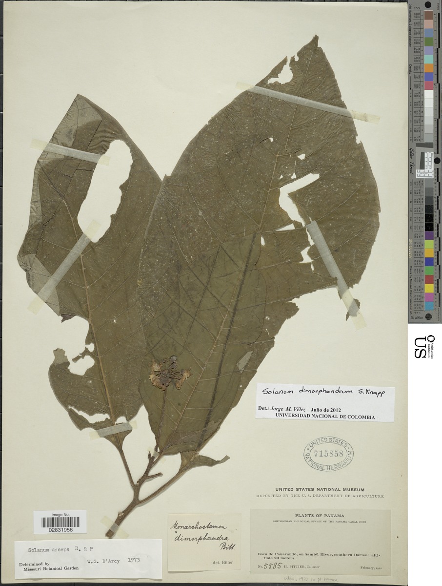 Solanum dimorphandrum image