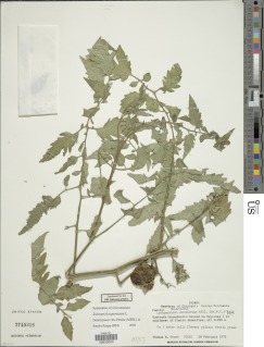 Image of Solanum lycopersicum