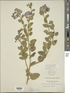 Solanum umbelliferum image