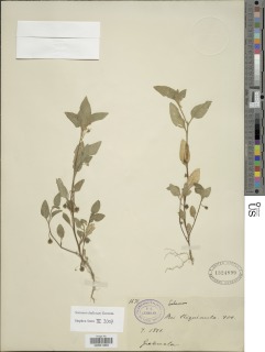 Image of Solanum adscendens