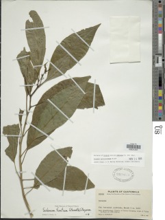 Solanum narcoticosmum image
