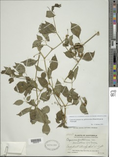 Capsicum annuum var. glabriusculum image