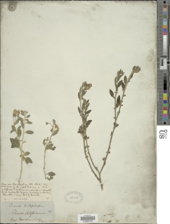 Solanum umbelliferum image