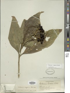 Image of Solanum rugosum