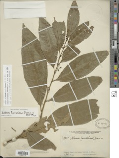 Image of Solanum tuerckheimii