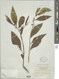 Solanum imberbe image