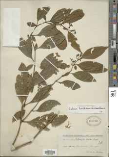 Solanum tuerckheimii image