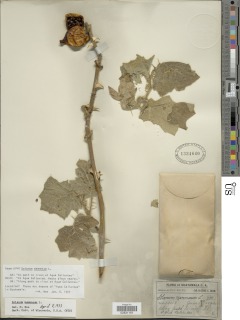 Image of Solanum mammosum