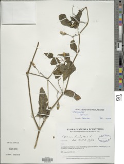 Capsicum frutescens image