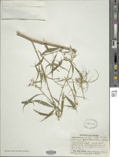Solanum perattenuatum image