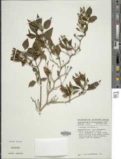 Capsicum frutescens image