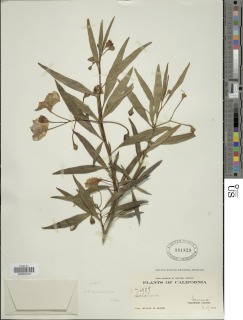Image of Solanum aviculare