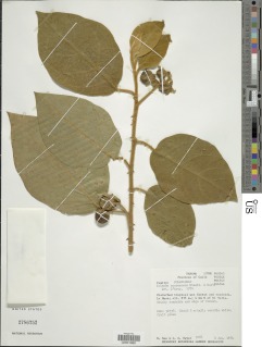 Solanum accrescens image