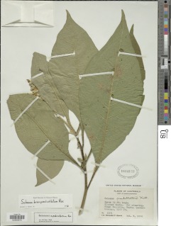 Solanum brevipedicellatum image