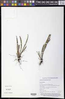 Ctenopterella lepida image