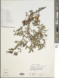 Diphysa robinioides image