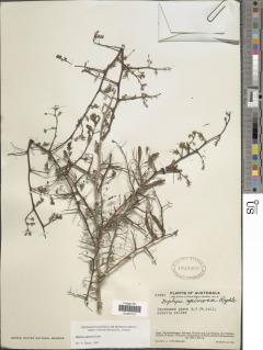 Diphysa spinosa image