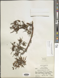 Diphysa floribunda image