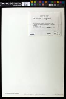 Image of Ocellularia chiriquiensis