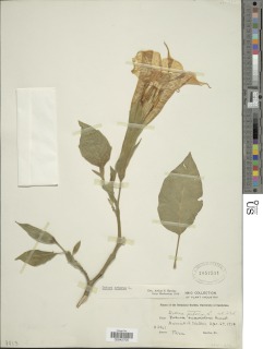Image of Brugmansia suaveolens