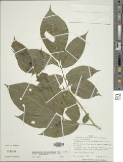 Cyphomandra diversifolia image