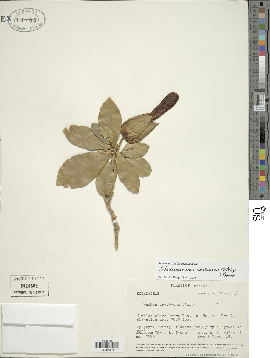 Schultesianthus crosbyanus image