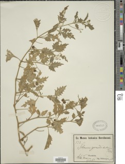 Solanum memphiticum image