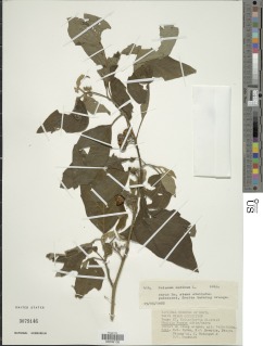 Image of Solanum anguivi