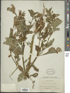 Image of Solanum americanum