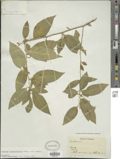 Image of Cestrum alternifolium