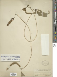 Merinthopodium neuranthum image