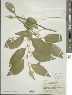 Image of Cestrum latifolium