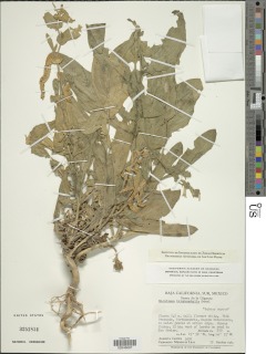 Nicotiana obtusifolia image